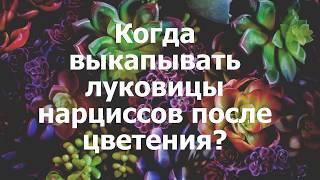 Когда выкапывать луковицы нарциссов после цветения?