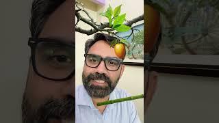 Mango  Puzzle #mango # #sandeepbarouli