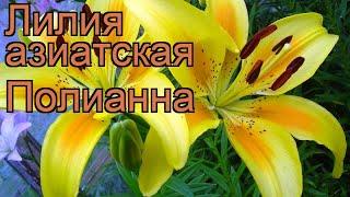 Лилия азиатская Полианна (lilium asiatic pollyanna)  обзор: как сажать, луковицы лилии Полианна