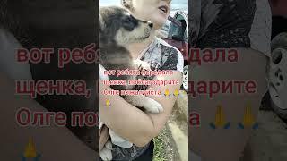 помощь бездомным животным ️