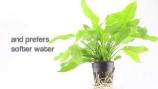 Aquarium Plant Echinodorus argentinensis - ideal for large planted aquariums