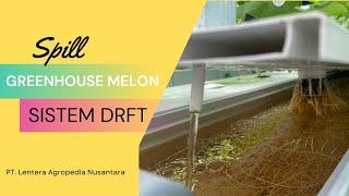 Spill Greenhouse Hidroponik Melon Sistem DRFT di PT. Lentera Agropedia Nusantara