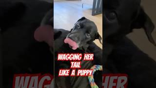 Dog wagging her tail uncontrollable #doglover