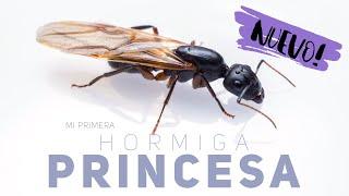 HA NACIDO LA PRINCESA HORMIGA! LLevo 3 años esperando esto  | Messor barbarus