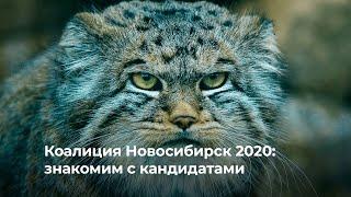 Коалиция Новосибирск 2020: знакомим с кандидатами