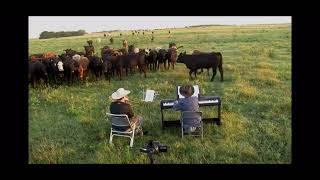 cows come to the concert