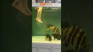 Tiger datz fish atau ikan harimau. INFOSATWA #shorts