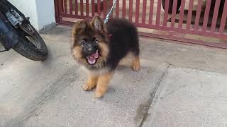 German Shepherd Long coat puppy.|| Puppy is tied only while capturing Video & taken to a vet.Thanks