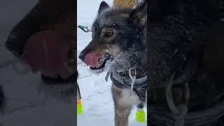 Brent Sass into Meiers Lake Checkpoint First Place Team 2022 Copper Basin 300 Sled Dog Race -52F