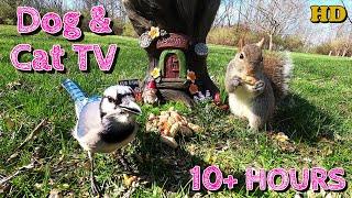 Dog & Cat TV    | Squirrels, Blue Jays, and more | Videos for Cats to watch | 10-Hours  