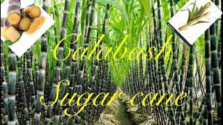 Calabash- Sugar Cane