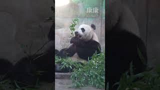 6.17时隔30天又见康康仔嘎嘎吃饭真好！出门的那一刻太帅啦康少️（感谢上野饲养团队对康宝的悉心照顾和治疗、让康康重新回到我们的视野）#大熊猫康康 #来这吸熊猫 #上海野生动物园 #健康回归 #爱