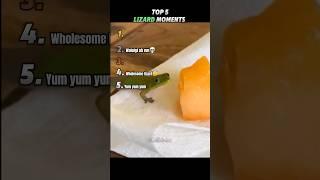 Top 5 Lizard Moments! 