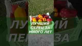 Лучший перец за много лет