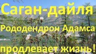 Саган-Дайля (Рододендрон Адамаса) продлевает жизнь