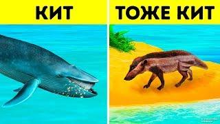 Почему киты - самые большие животные всех времен