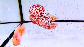 7 Rare Flowerhorn Fish Species That You Can Hardly Believe Still Exist