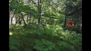 SLOW MOTION CLIP #3 "Watched" from; Manistee National Forest, MI -Hike~ 2016, Part 1.