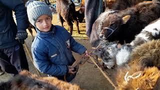 МОЛБОЗОРИ ВАХДАТ КУКАЧАХОИ АЛА ГУНОЖИН ГУСФАНД БУЗ СИРКА 15.02.2022