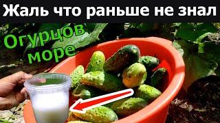 Полил этим огурцы и огурцов наросло 5 тонны за 5 дней! Прут и прут урожай огурцов не остановить .