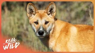 From Puppy to Apex Predator: How Dingos Survive in The Wild