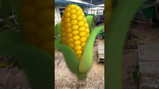 Malkit maize cutter Makka Cutter repair how to repair #maize #cutter #harvester #malkit #machine