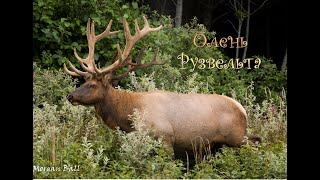 The Hunter ежедневка 5(олень Рузвельта)