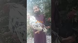 Mianwali China aur black mishka bahut Hi pyara outlast is please channel ko subscribe Karen