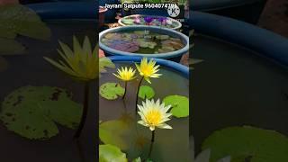 Waterlily From My Home lotus Garden. Lotus and Waterlily easyly grow at home #garden #lotus #viral