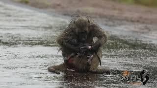 Baboon gives birth