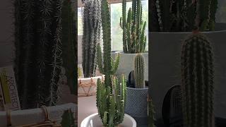 Beautiful Cactus, #cactus  #youtubeshorts #shortsvideo #gardentricks #shortsyoutube