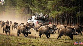 Wild Boar Invasion - Farmers Quickly Respond - Perfect Shots of Farmers Take Down a Lot of Wild Hogs