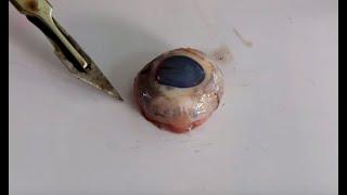 Eye Dissection GCSE A Level Biology NEET Practical Skills