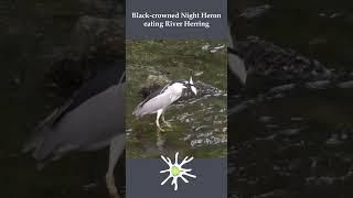 Night Heron Feasting on Heron