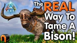 Ark GIANT BISON TAMING & Abilities!