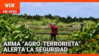 Arma “agro-terrorista” alerta la seguridad nacional en EEUU | La Voz de la Mañana