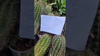 Cactus Halloween! #nature #cactus #gardening #plants #cacti #succulents #Halloween #botany #flowers