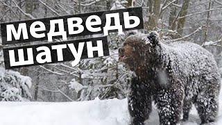  ВСЁ, ОТОХОТИЛСЯ!  прошептал Матвей, увидев огромного медведя шатуна/