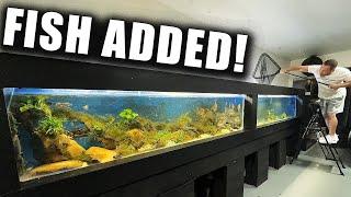 ADDING FISH TO THE 16 FOOT AQUARIUM!!! - The king of DIY