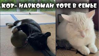 КОТА ВШТЫРИЛО ОТ ШАРА МЯТЫ  | ZUBAREFFF | Зубарев #юмор #кот