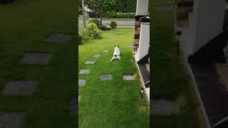 French Bulldog is spiderdog...