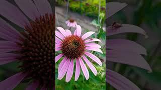 Echinacea purpurea #shorts