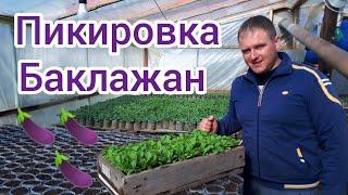 Пикировка Баклажан