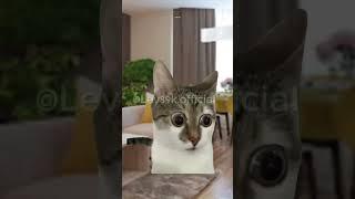 ЛУЧШИЙ СПОСОБ обмануть систему#хочуврек#котики#футажи#shorts Автор звука:@kikkadim