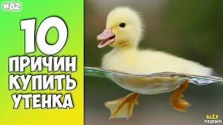 10 причин купить утенка - Интересные факты!