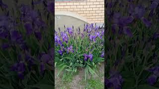 #алина  автора шайхиева фан клуба YouTube