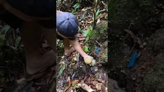 Durian Unik Di Hutan Indonesia  #shorts