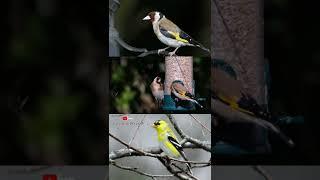 Information about goldfinch. #shorts goldfinch #education