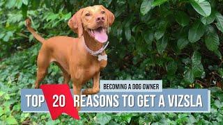 20 Reasons Why You Should Get a Vizsla... or Maybe You Shouldn’t