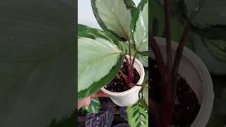 Calathea Plants for sale#calathea  #plants #youtubeshorts#sales #shorts#shortsfeed#video #viralvideo